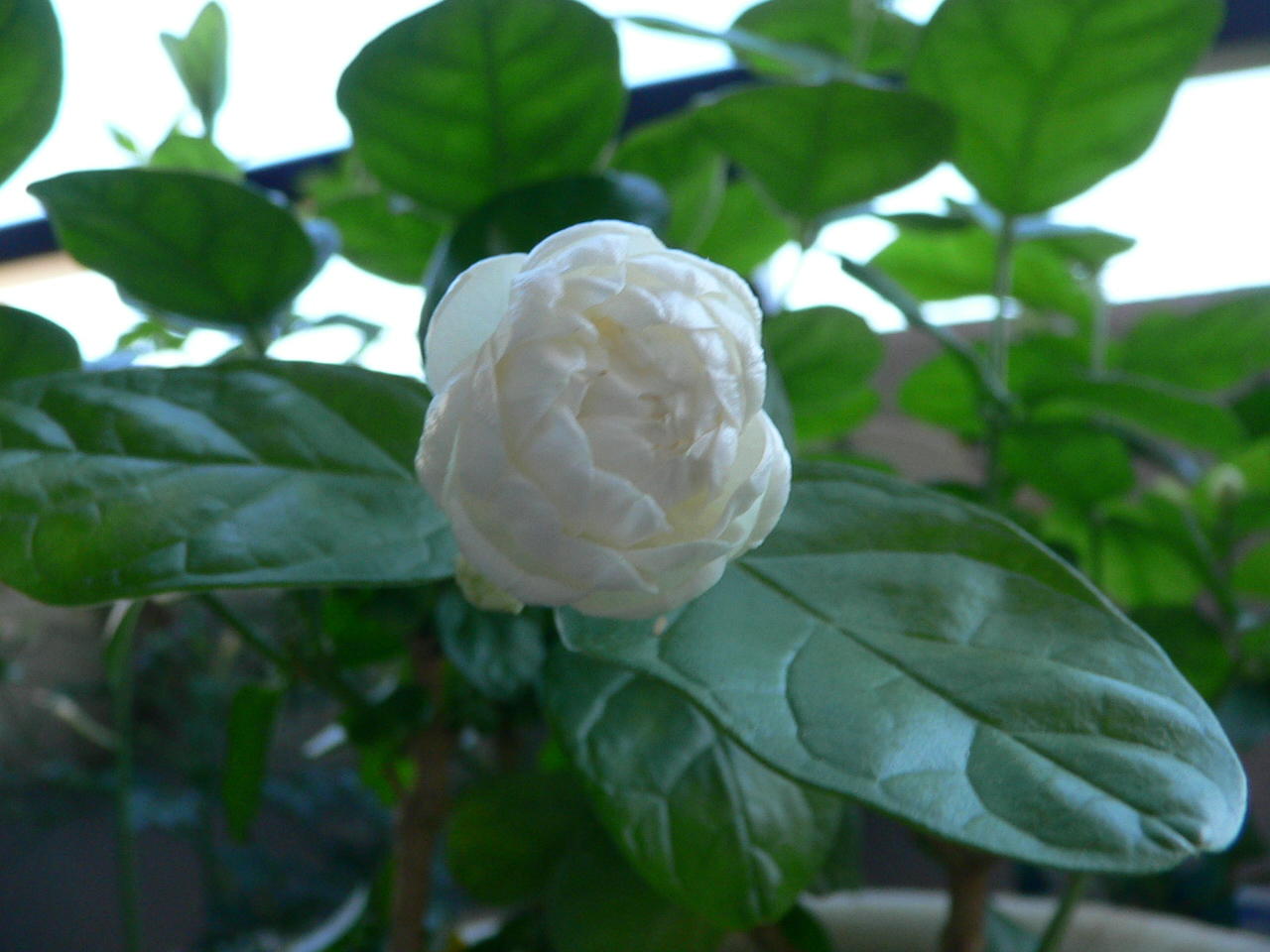 Misa Garden 八重咲きマツリカ アラビアジャスミン